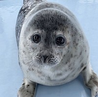 Foca adulta