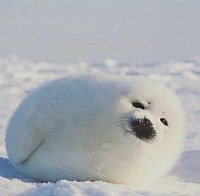foca bebe