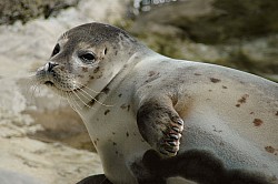 Foca comun