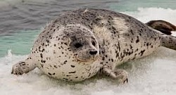 Foca moteada