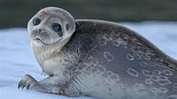Foca anillada