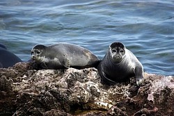 Foca del caspio