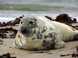 Foca gris