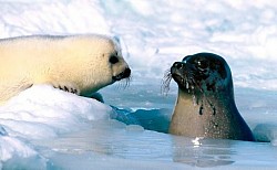 Focas de groenlandia