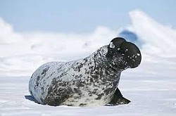 Foca de casco