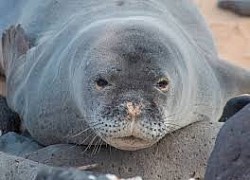 Foca monje del mediterraneo