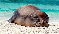Foca monje de Hawaii