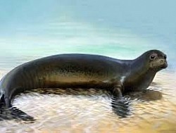 Foca monje del caribe