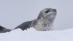 Foca leopardo