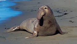 Elefante marino del norte