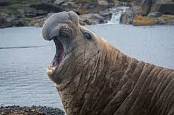 Elefante marino del sur