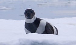 Foca de cinta