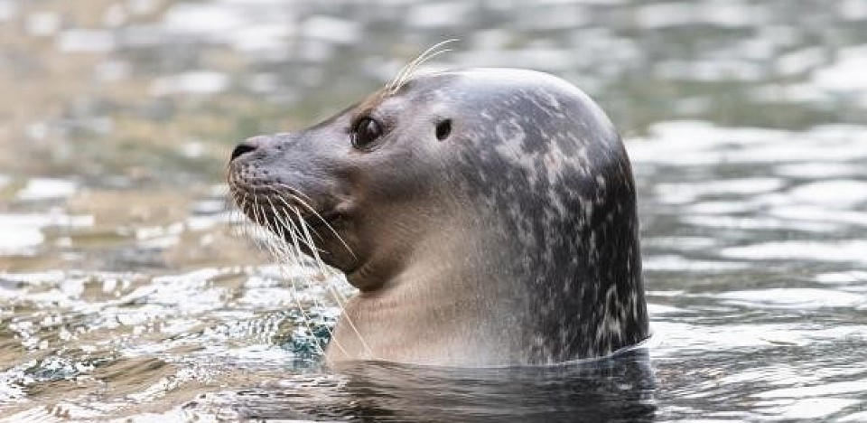 foca