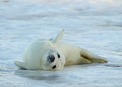 foca