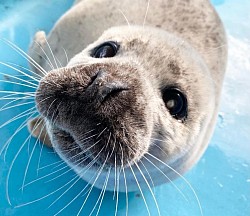 foca