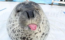 foca