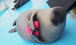 foca corazon