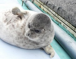 foca