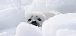 foca