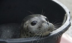 foca