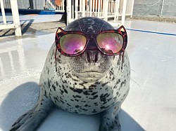 foca